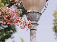 -顾村公园