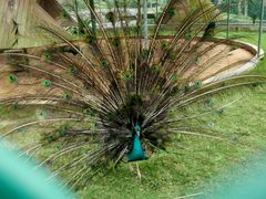 -广东茂名森林公园