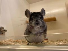 -龙猫仔乐园(惠福东路店)