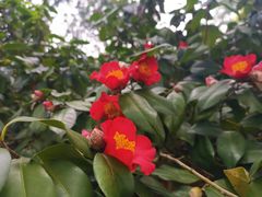 -金花茶公园