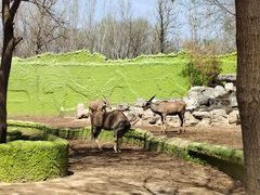 -北京野生动物园
