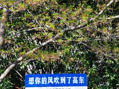 -高东镇樱花园