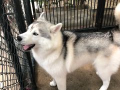 -TrueLove @ Neverland (Husky Cafe)