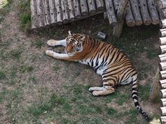 -青藏高原野生动物园