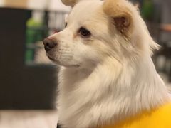 -百好乐宠物友好餐厅(朝外大街店)