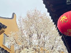 -龙华素斋(龙华路店)