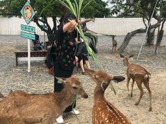 -鹿境梅花鹿生态园区