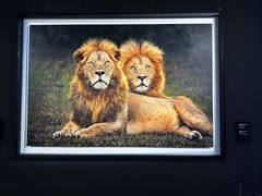 -罗红摄影艺术馆