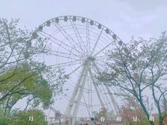 -顾村公园