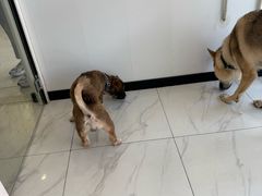 -艾吉宠物医院·疑难杂症转诊中心·猫友好(碧江路院)