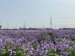 -上海杨姆庄园