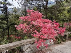-木兰云雾山