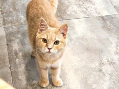 -楼上猫咖(罗湖店)