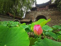 -桂湖森林公园