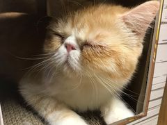 -猫和宫(六道口店)