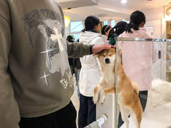 -共舞时光猫咖·狗咖(新街口店)
