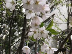 -西北湖绿化广场