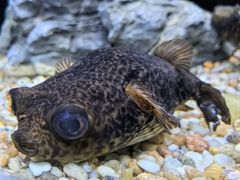 -上海海洋水族馆