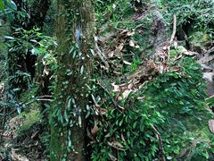 -梧桐山风景名胜区