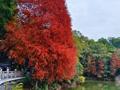 -深圳仙湖植物园