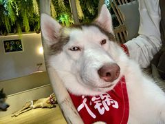 -Husky Go! 哈士奇体验馆·宠物咖啡厅狗咖