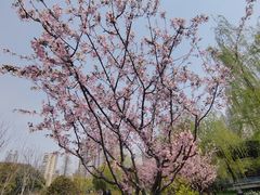 -和平公园