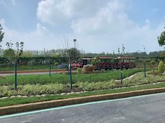 -合肥滨湖国家森林公园