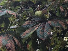 -牛津大学贝利奥尔学院