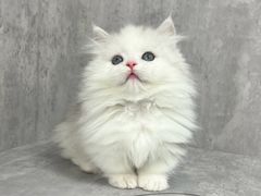 -小猫来了·猫舍(红山六九七九店)
