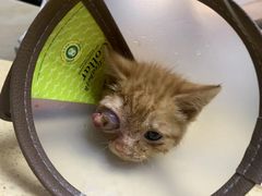 -安安宠医·安宠宠物医院