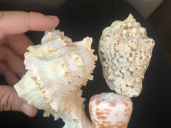 -大班家政月嫂育儿嫂(总部店)
