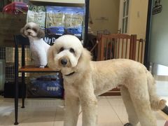 -Oh My Dog宠物沙龙(伊珊娜皮毛护理店)