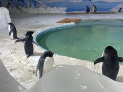 -海合安武汉极地海洋公园
