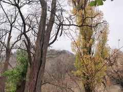 -北京鹫峰国家森林公园