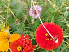 -洋湖国家湿地公园