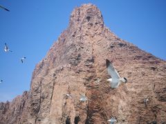 景点-长岛万鸟岛