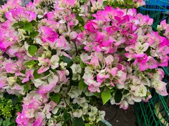 -龙大花卉苗木市场