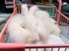-猫色咖啡·猫咖