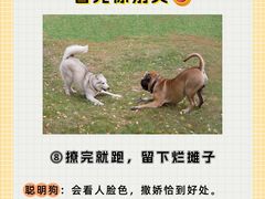 -翊宠yipet猫狗购宠庄园