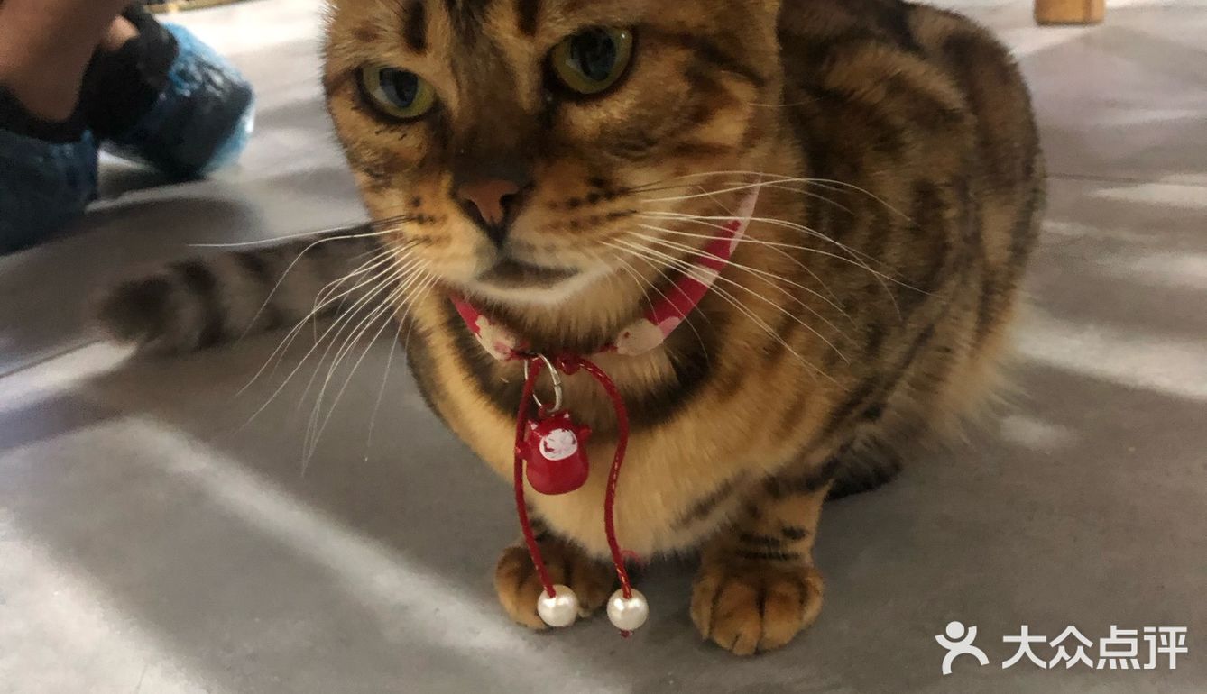 猫猫比以前更多了，鸡块还是老味道