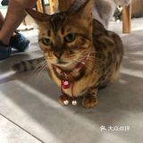 猫猫比以前更多了，鸡块还是老味道