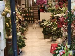 -溪岸路花鸟市场