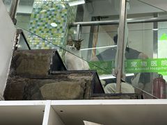 -爱侣宠医·鹦鹉专科·小型哺乳类·异宠专科(灵石路店)