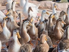 -武汉紫薇都市田园