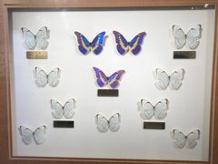 -上海昆虫博物馆