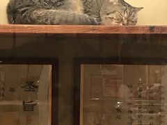 -猫咪博物馆(顶澳仔猫街店)