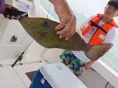 -小猫钓鱼海钓俱乐部(椰梦长廊店)