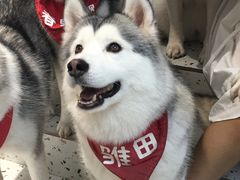-Husky Go!哈士奇体验馆·宠物咖啡厅狗咖
