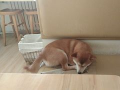 -柴の食堂·日式家庭料理·熊之肆(大学路店)