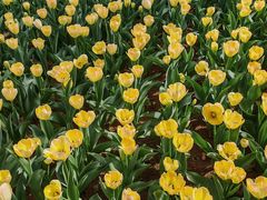 -洛阳郁金香牡丹园